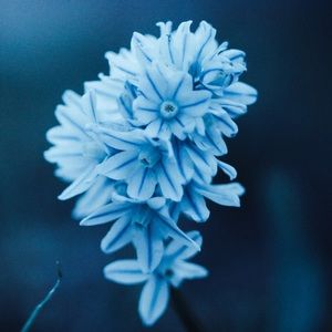 Meet your Posher, Lila